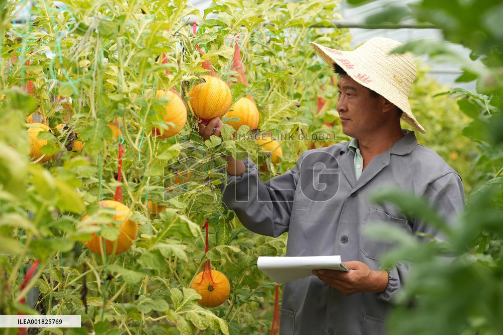 CHINA-AUTUMN-HARVEST (CN)