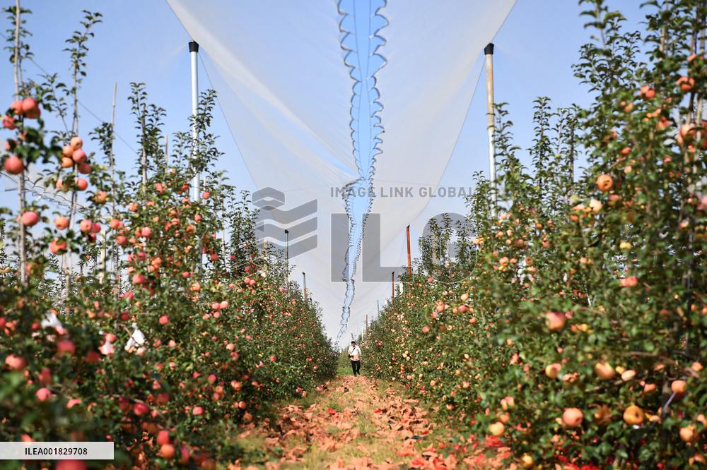 CHINA-SHAANXI-APPLE-HARVEST (CN)