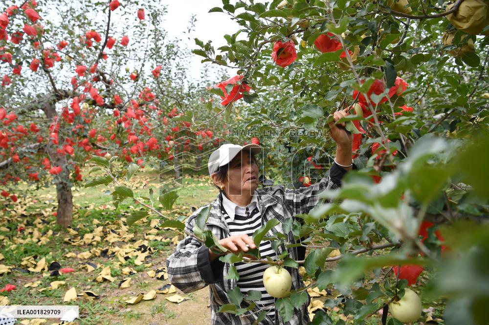 CHINA-SHAANXI-APPLE-HARVEST (CN)