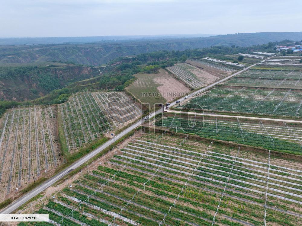 CHINA-SHAANXI-APPLE-HARVEST (CN)