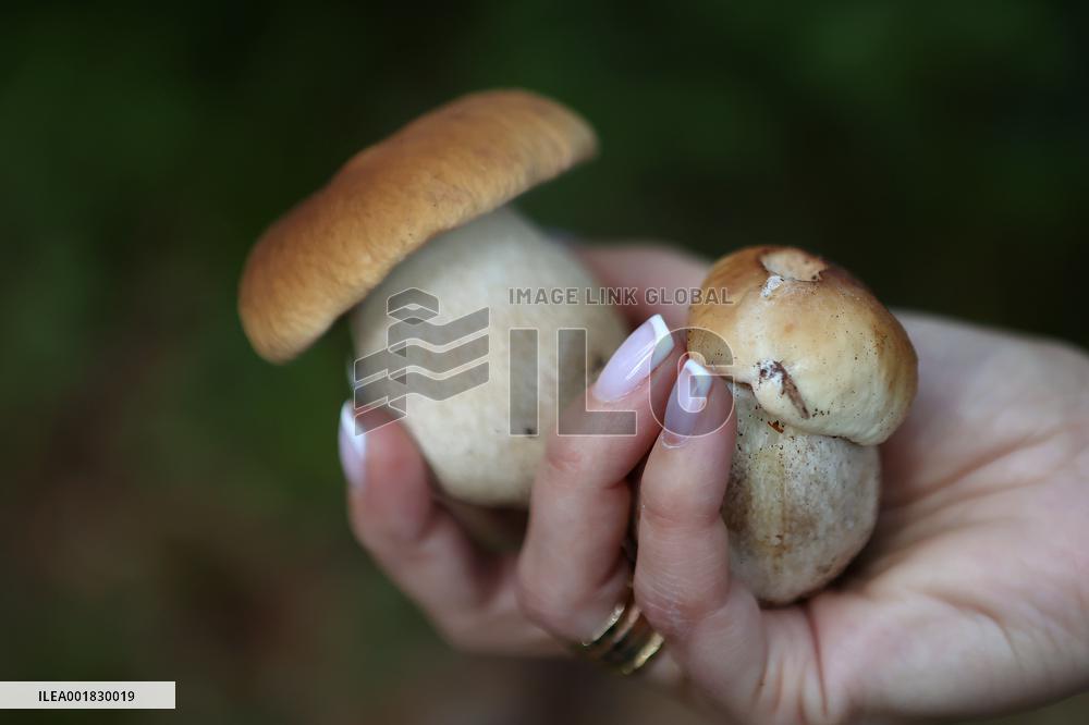 Mushroom season
