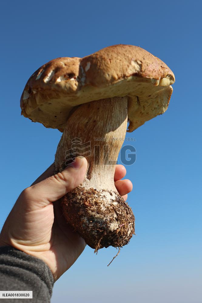Mushroom season