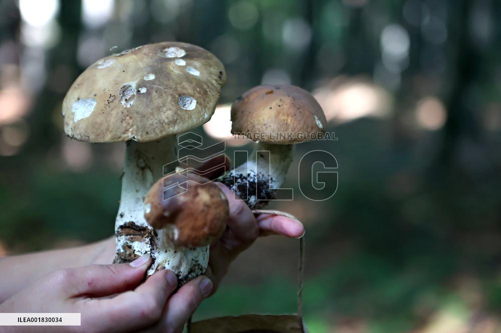Mushroom season
