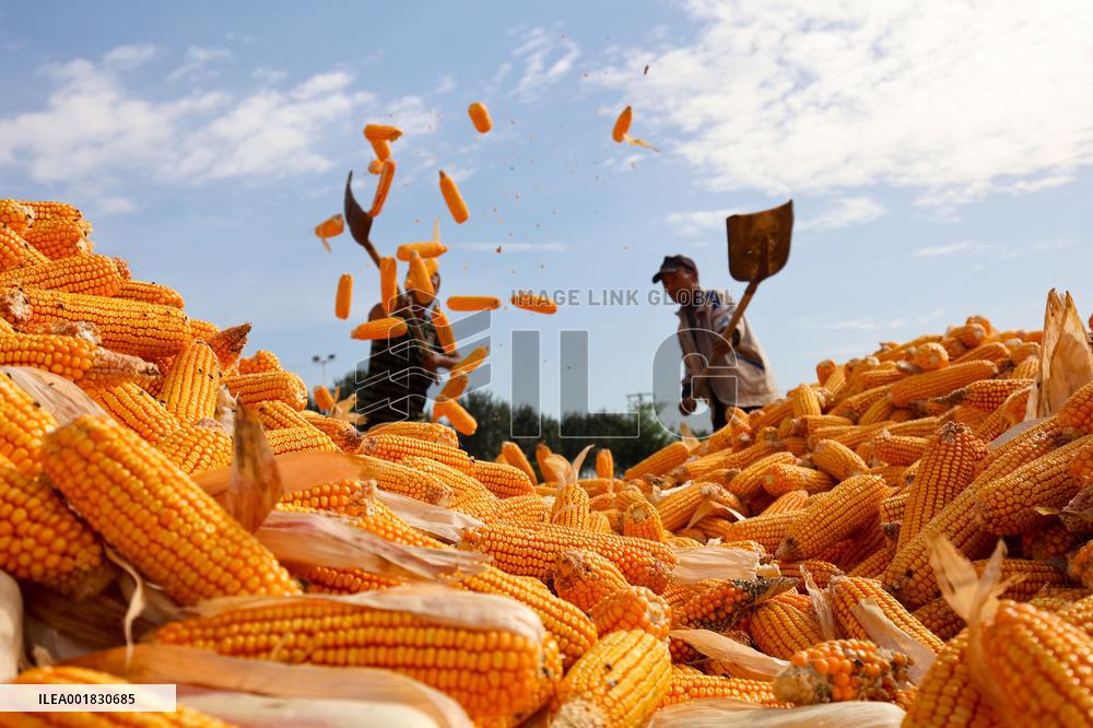 #CHINA-AUTUMN GRAINS-HARVEST (CN)