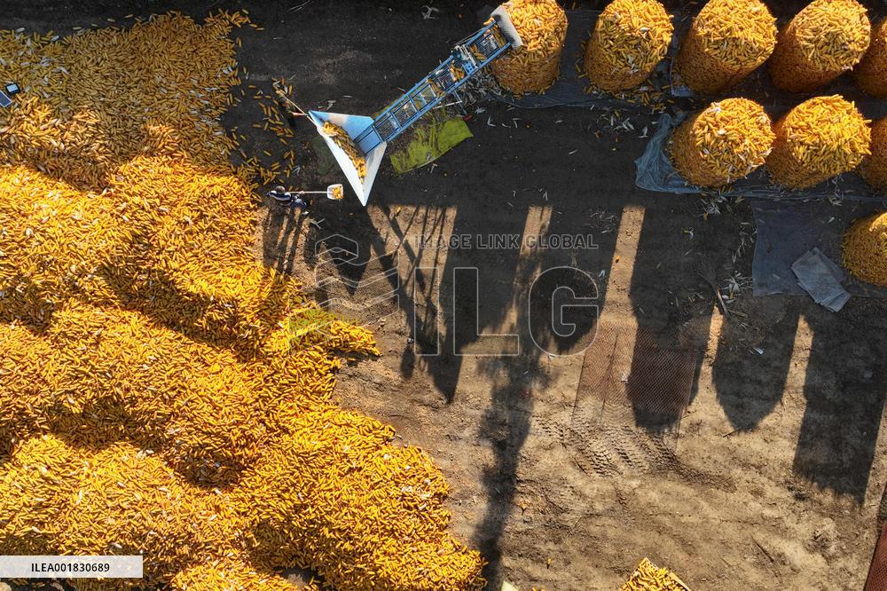 #CHINA-AUTUMN GRAINS-HARVEST (CN)