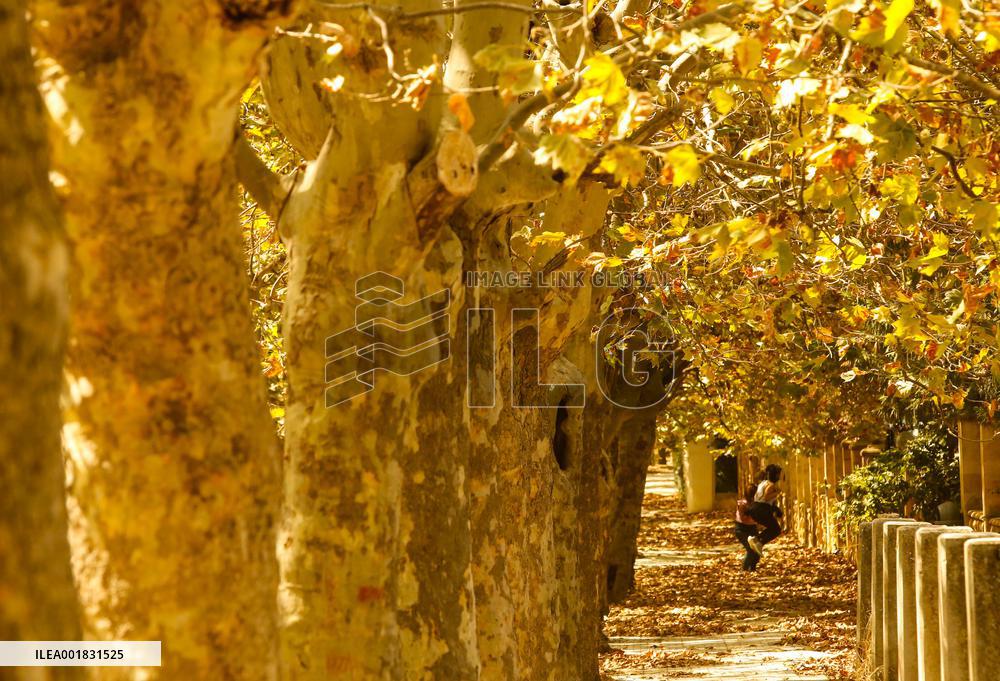 LEBANON-SAWFAR-FALL-FOLIAGE