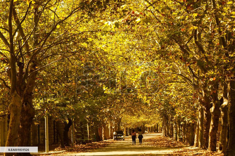 LEBANON-SAWFAR-FALL-FOLIAGE