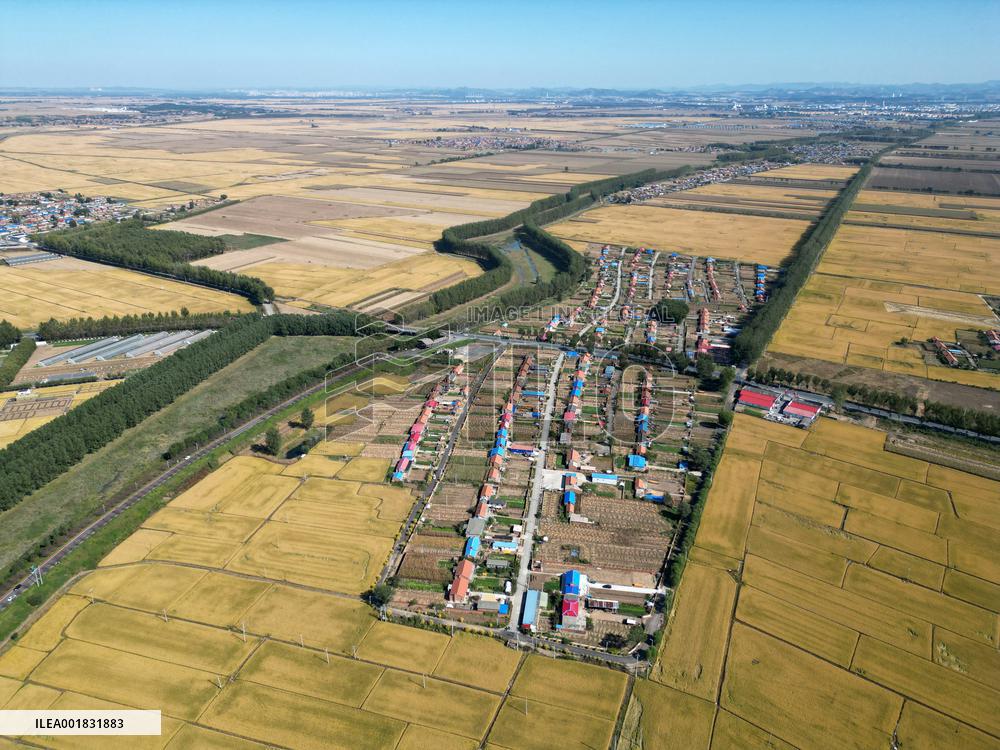 Rice Harvest in Shenyang