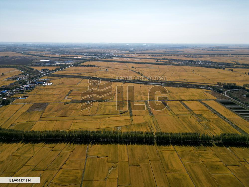 Rice Harvest in Shenyang
