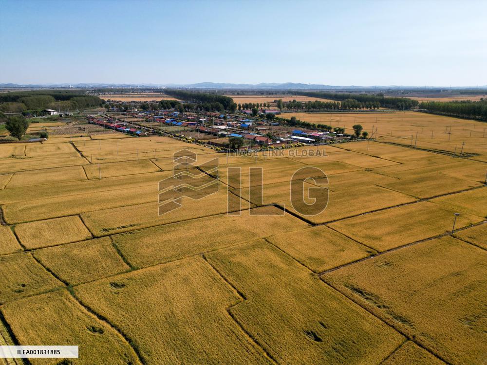 Rice Harvest in Shenyang