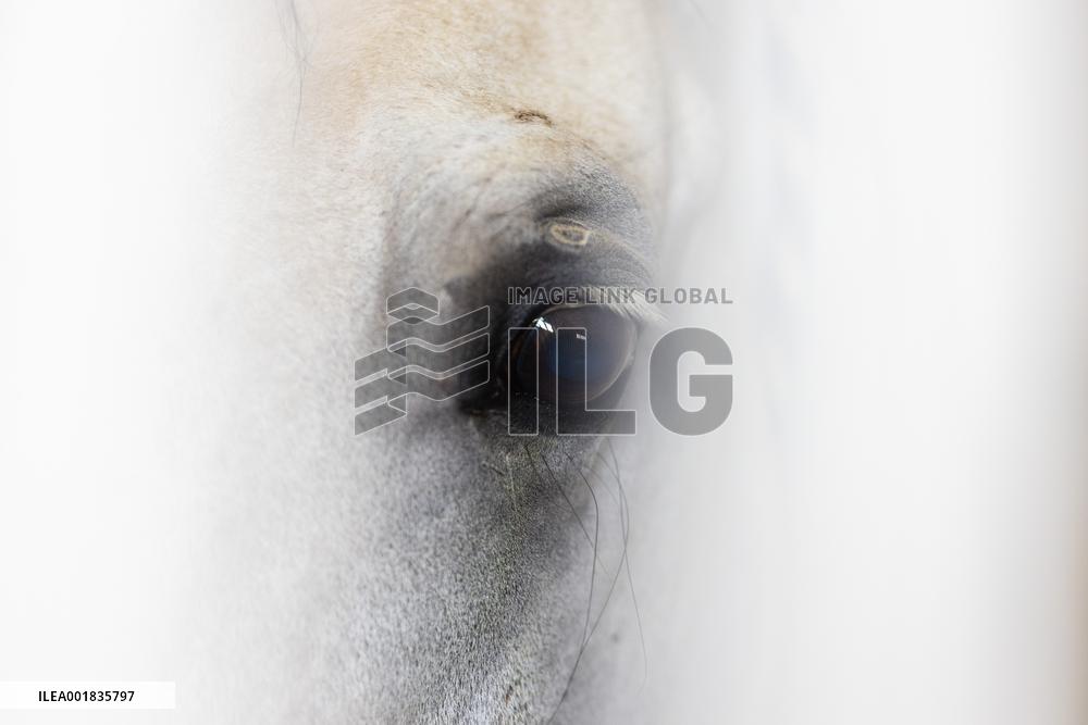 TURKMENISTAN-ASHKHABAD-AKHAL-TEKE HORSE