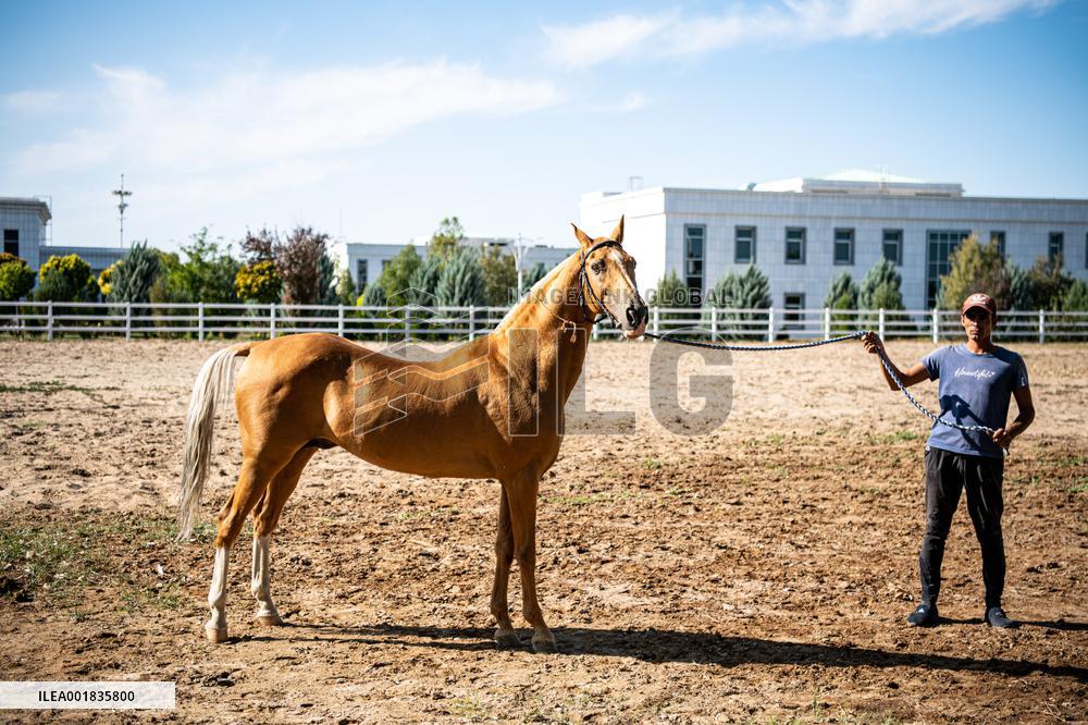 TURKMENISTAN-ASHKHABAD-AKHAL-TEKE HORSE