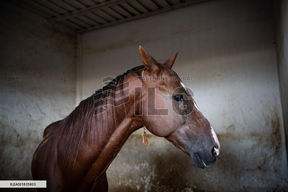 TURKMENISTAN-ASHKHABAD-AKHAL-TEKE HORSE
