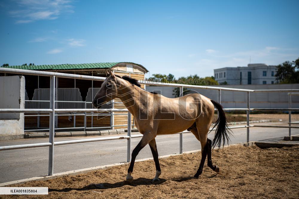 TURKMENISTAN-ASHKHABAD-AKHAL-TEKE HORSE