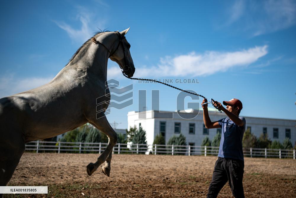 TURKMENISTAN-ASHKHABAD-AKHAL-TEKE HORSE