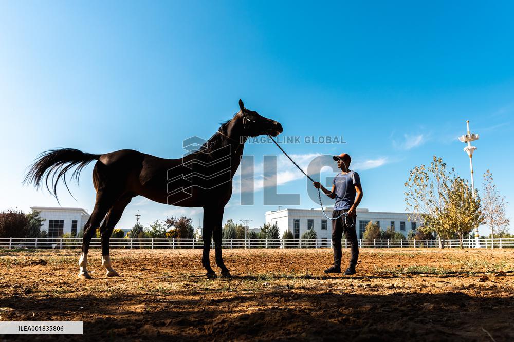 TURKMENISTAN-ASHKHABAD-AKHAL-TEKE HORSE
