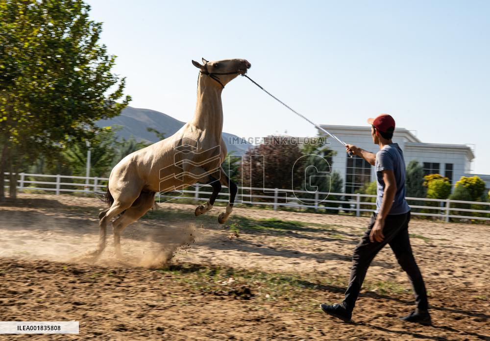 TURKMENISTAN-ASHKHABAD-AKHAL-TEKE HORSE