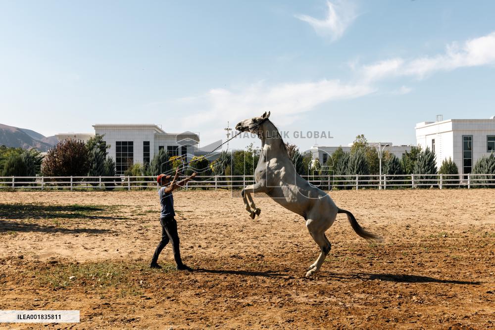 TURKMENISTAN-ASHKHABAD-AKHAL-TEKE HORSE