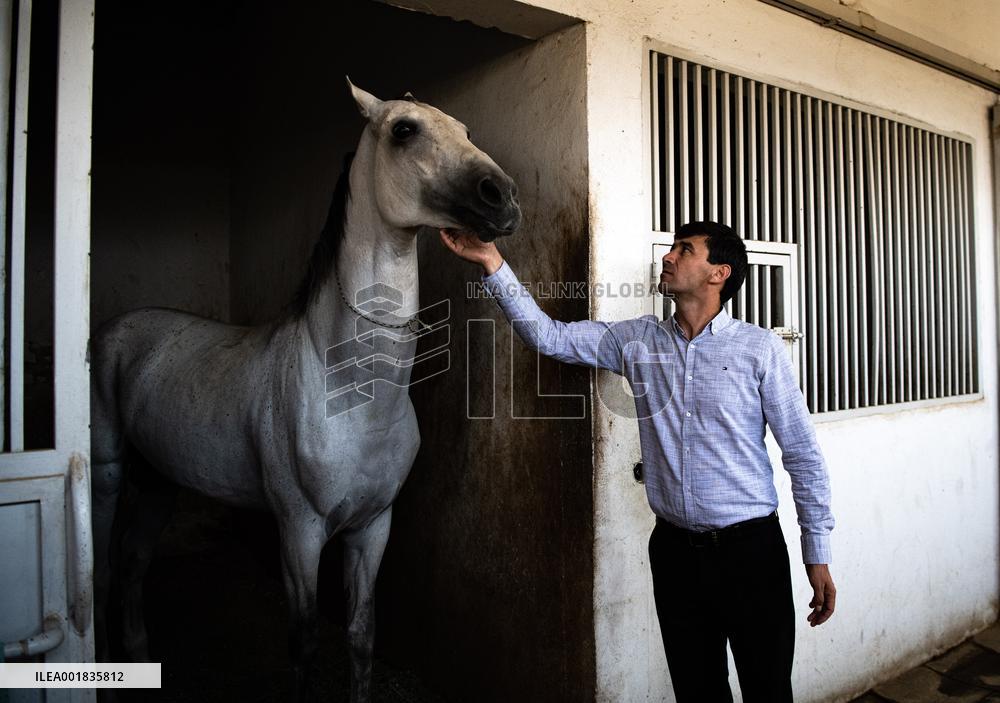 TURKMENISTAN-ASHKHABAD-AKHAL-TEKE HORSE