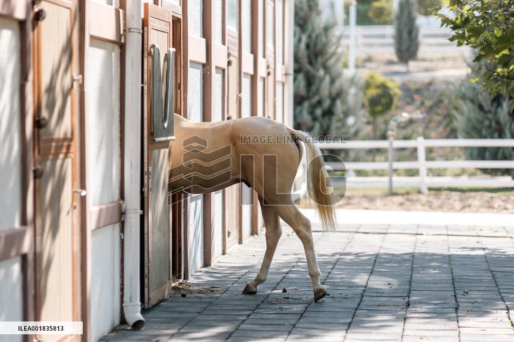 TURKMENISTAN-ASHKHABAD-AKHAL-TEKE HORSE