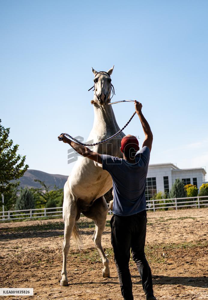 TURKMENISTAN-ASHKHABAD-AKHAL-TEKE HORSE