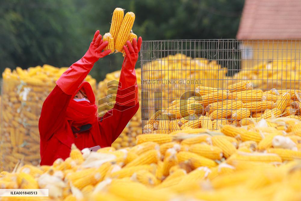 #CHINA-AUTUMN-AGRICULTURE (CN)