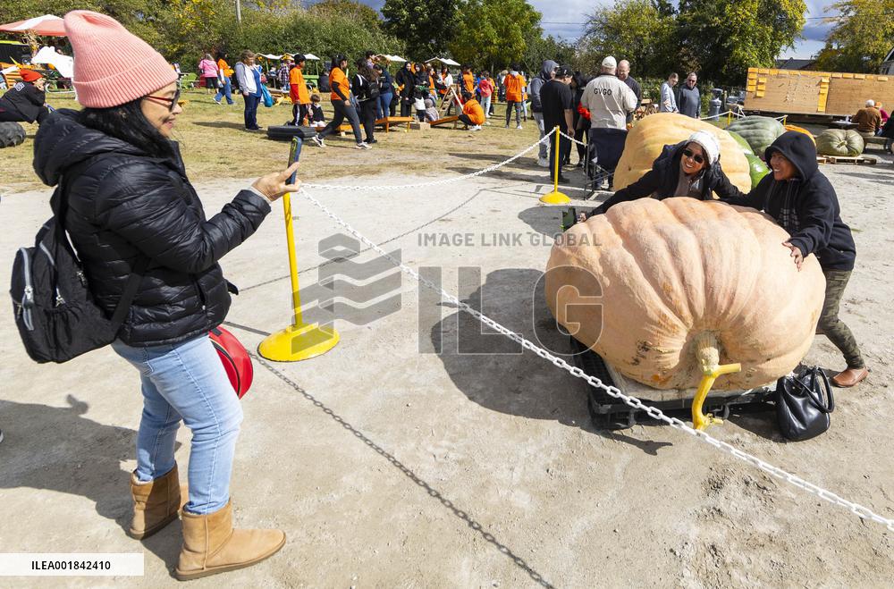 CANADA-ONTARIO-WOODBRIDGE-GIANT PUMPKIN CONTEST