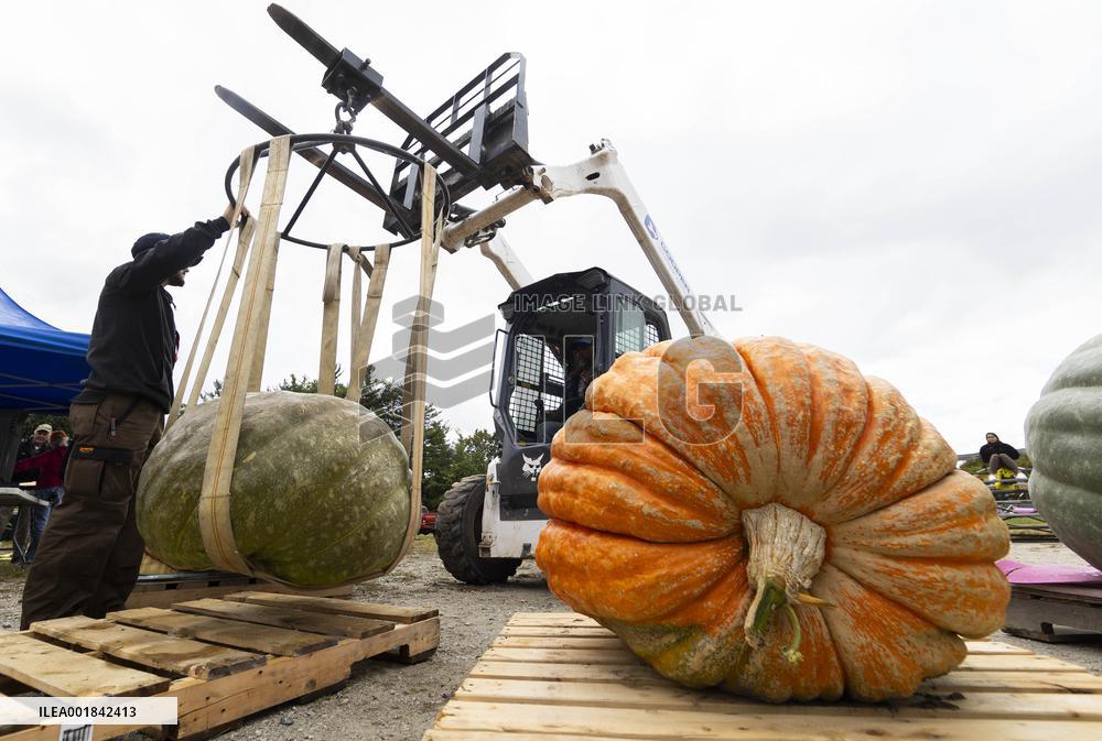 CANADA-ONTARIO-WOODBRIDGE-GIANT PUMPKIN CONTEST