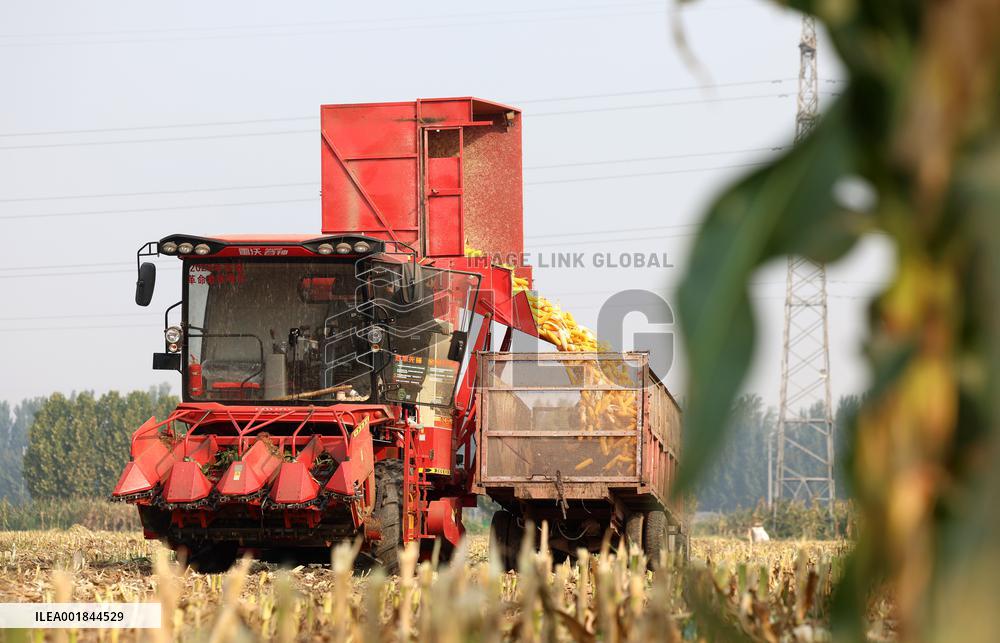 #CHINA-HEBEI-AUTUMN-HARVEST (CN)