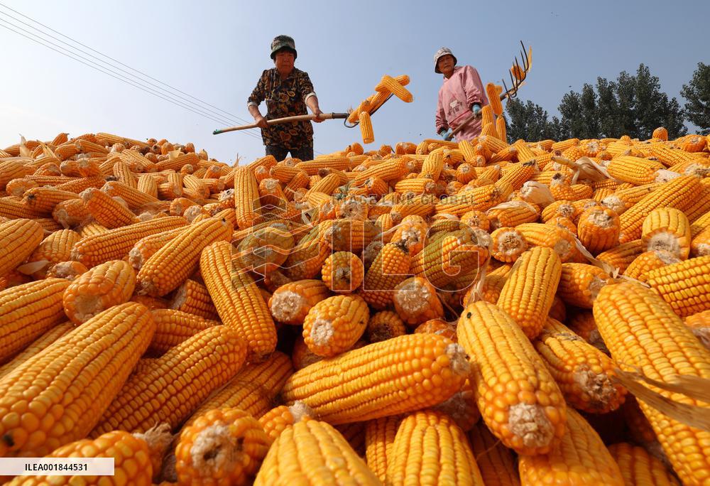 #CHINA-HEBEI-AUTUMN-HARVEST (CN)