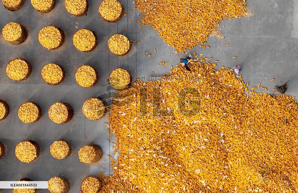 #CHINA-HEBEI-AUTUMN-HARVEST (CN)