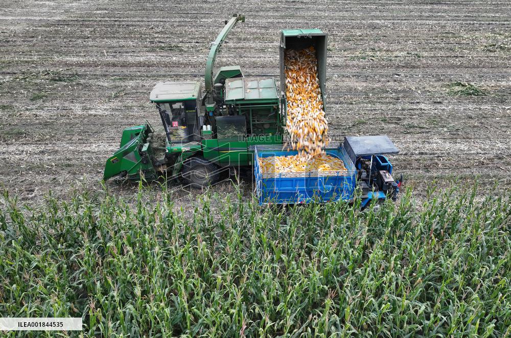 CHINA-HEBEI-AUTUMN-HARVEST (CN)