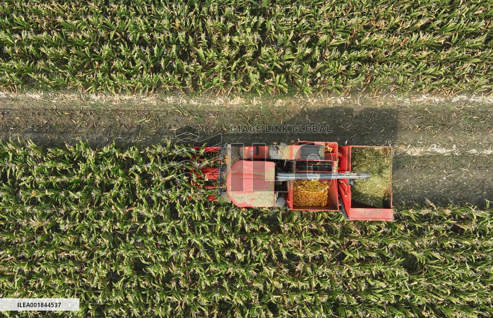 CHINA-HEBEI-AUTUMN-HARVEST (CN)