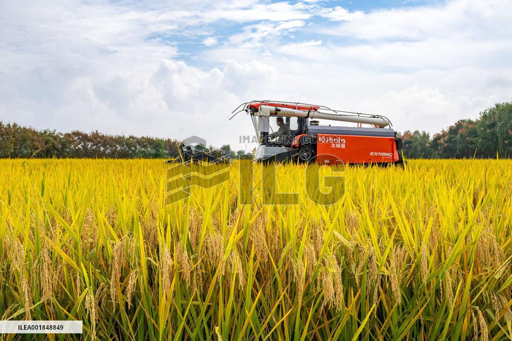 Rice Harvest in Hefei