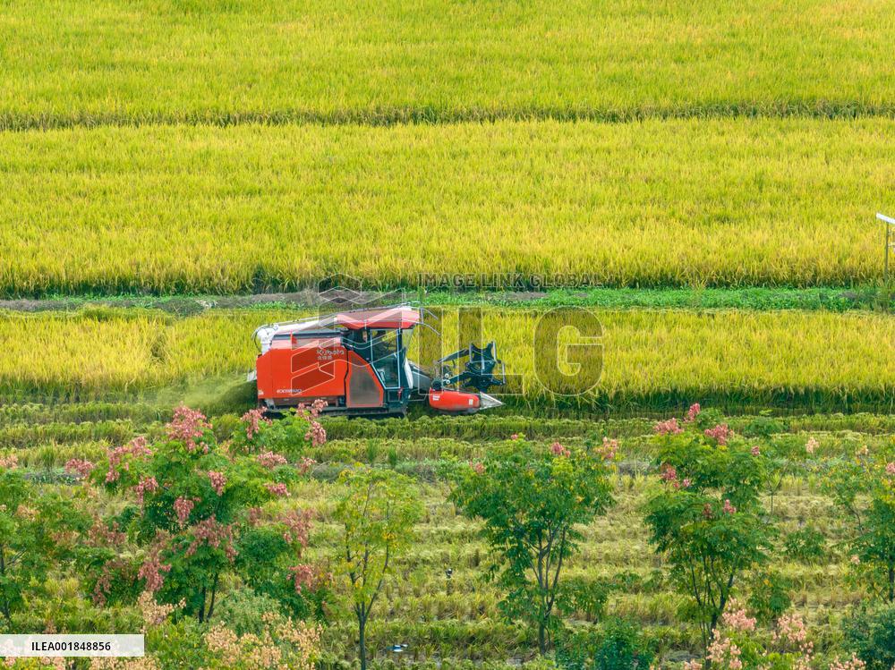 Rice Harvest in Hefei