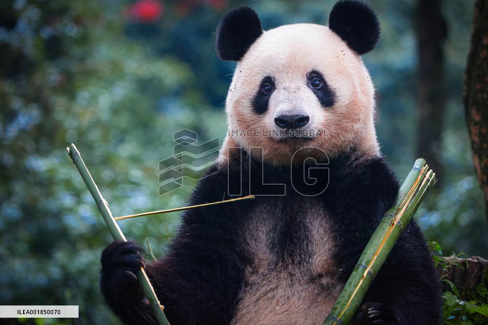 CHINA-SICHUAN-YA'AN-PANDA XIANG XIANG-DEBUT(CN)