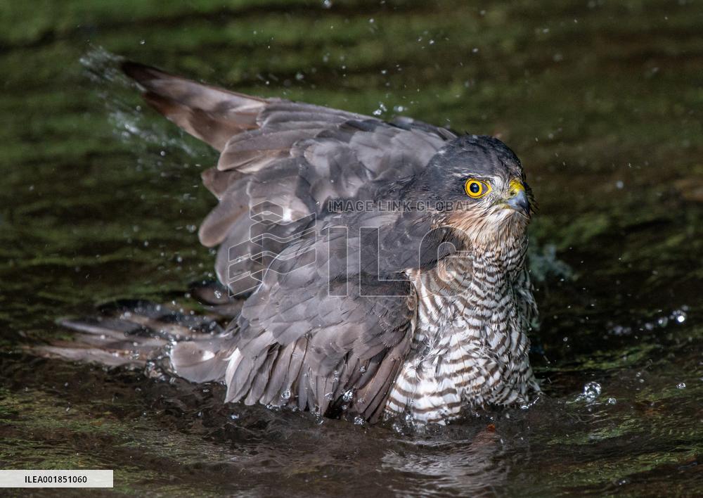 Eurasian sparrowhawk bathing in Bois de Vincennes - Paris