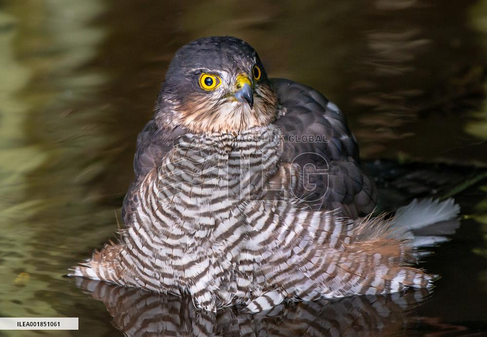 Eurasian sparrowhawk bathing in Bois de Vincennes - Paris
