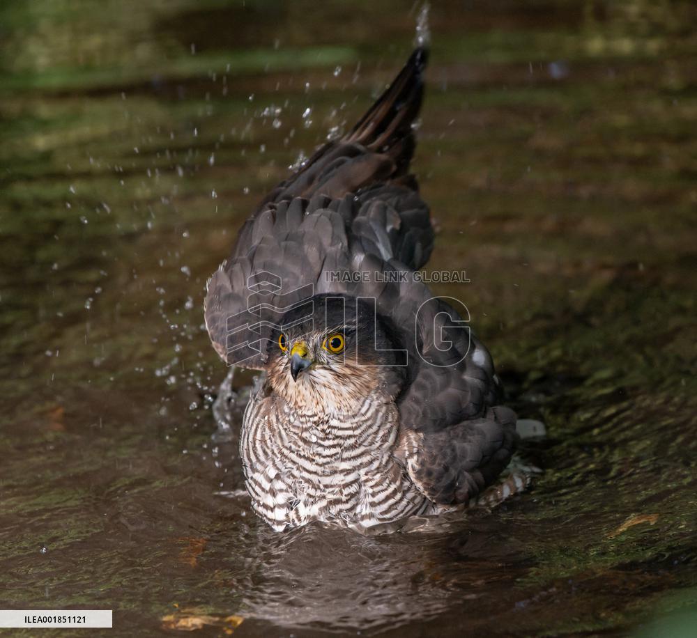 Eurasian sparrowhawk bathing in Bois de Vincennes - Paris