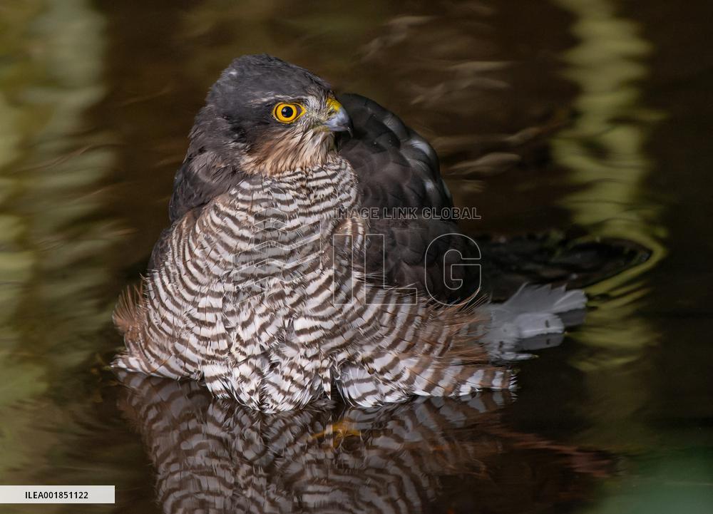 Eurasian sparrowhawk bathing in Bois de Vincennes - Paris