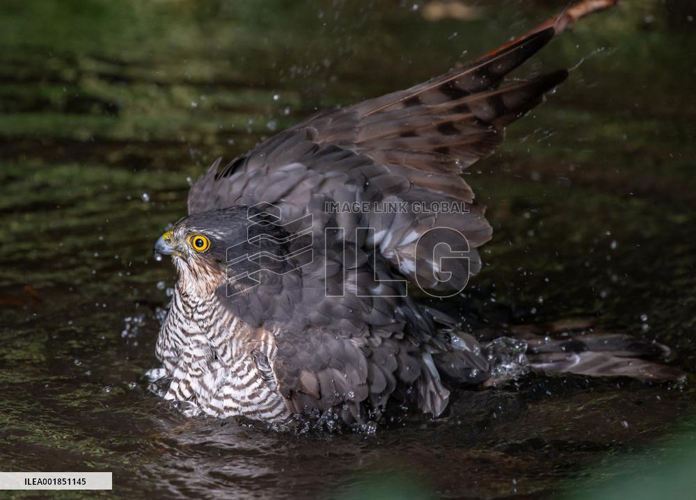 Eurasian sparrowhawk bathing in Bois de Vincennes - Paris