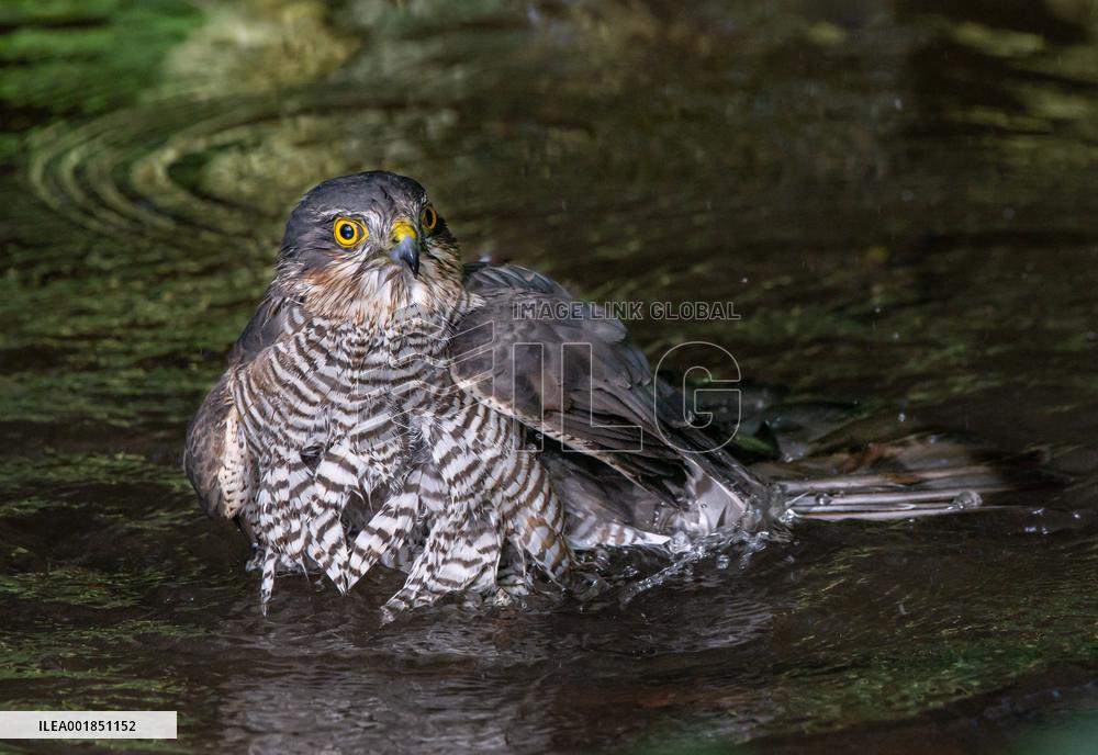 Eurasian sparrowhawk bathing in Bois de Vincennes - Paris