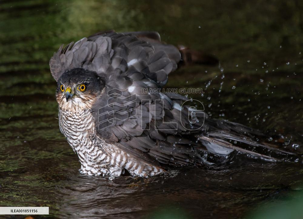Eurasian sparrowhawk bathing in Bois de Vincennes - Paris