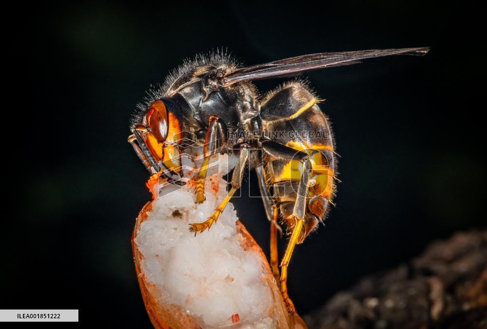 Asian hornet nest in Bois de Vincennes - Paris
