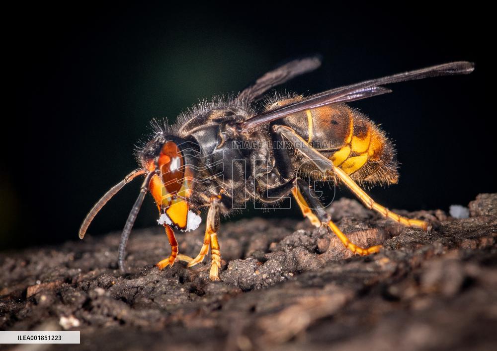 Asian hornet nest in Bois de Vincennes - Paris
