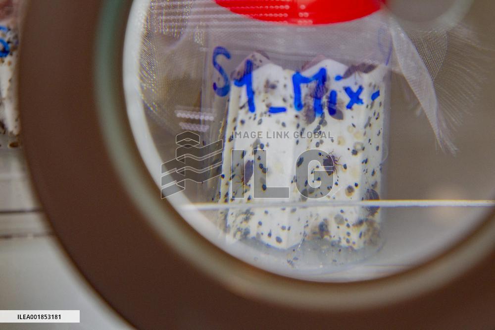 Bedbugs Study - Lyon