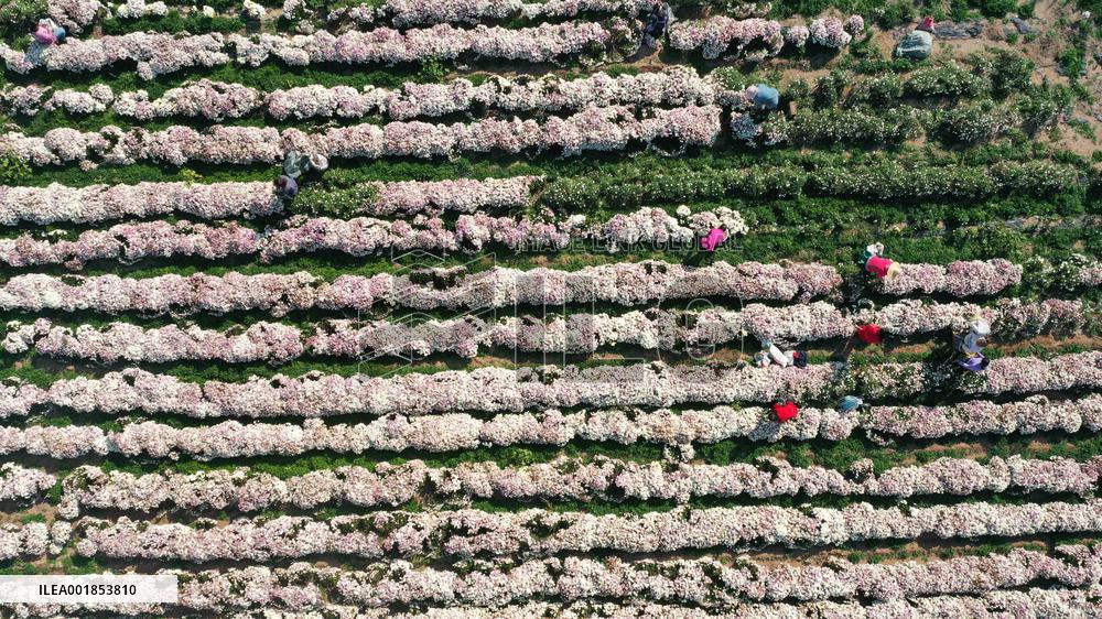 #CHINA-AUTUMN-HARVEST (CN)