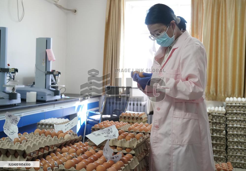 CHINA-BEIJING-BREEDING CHICKEN-TANZANIA-EXPORT (CN)