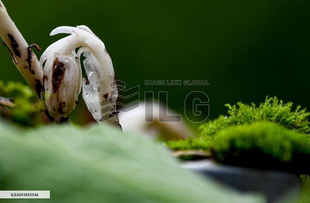 Rare And Endangered Plant Monotropa Uniflora L