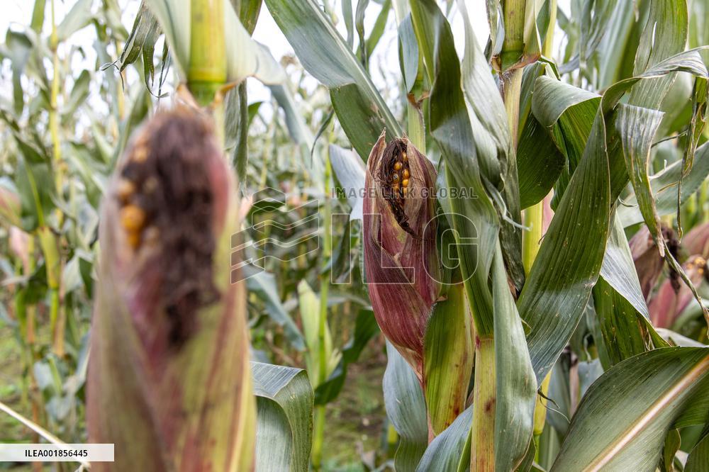 Harvesting field corn